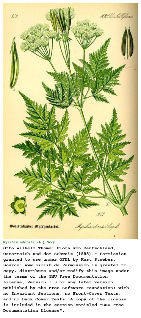 Myrrhis odorata (L.) Scop.
